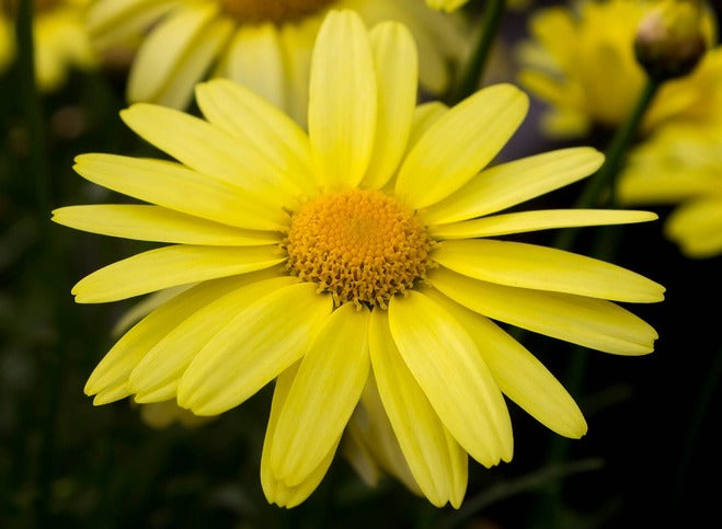 Considering Using Arnica? Read this first.