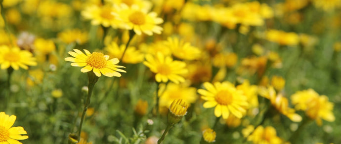 Considering Using Arnica? Read this first.